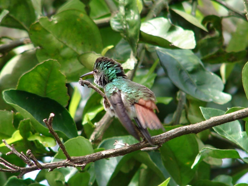 Foto de San Carlos (Alajuela), Costa Rica