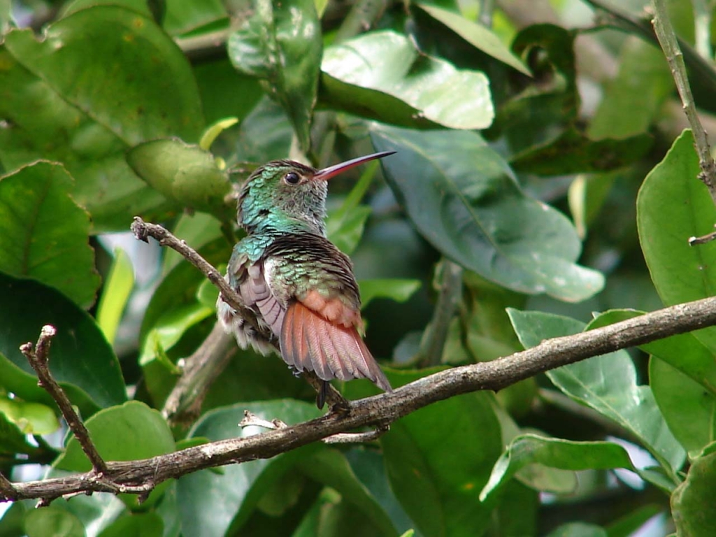 Foto de San Carlos (Alajuela), Costa Rica