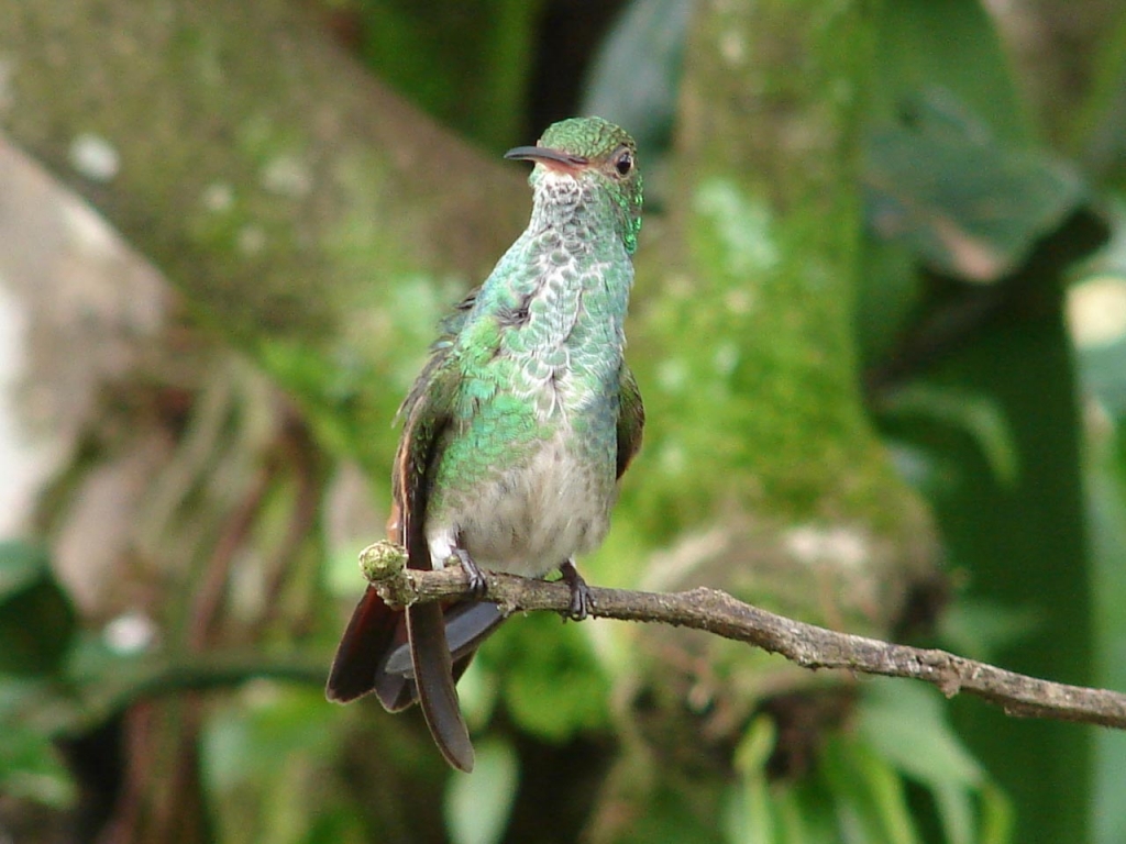 Foto de San Carlos (Alajuela), Costa Rica