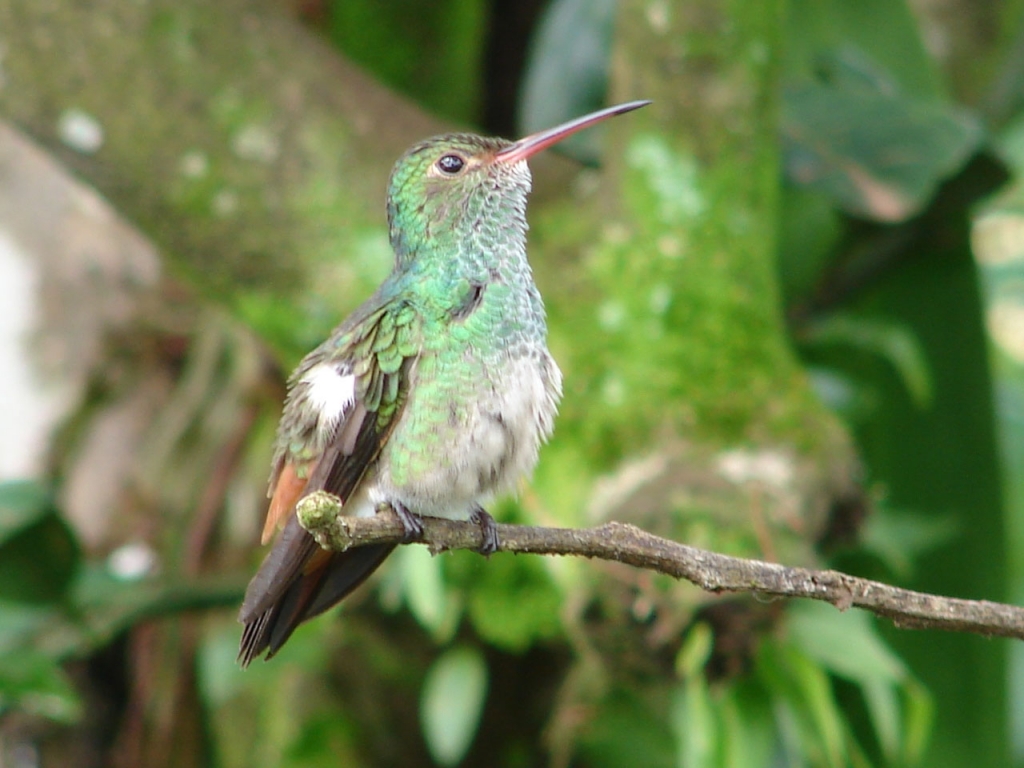 Foto de San Carlos (Alajuela), Costa Rica