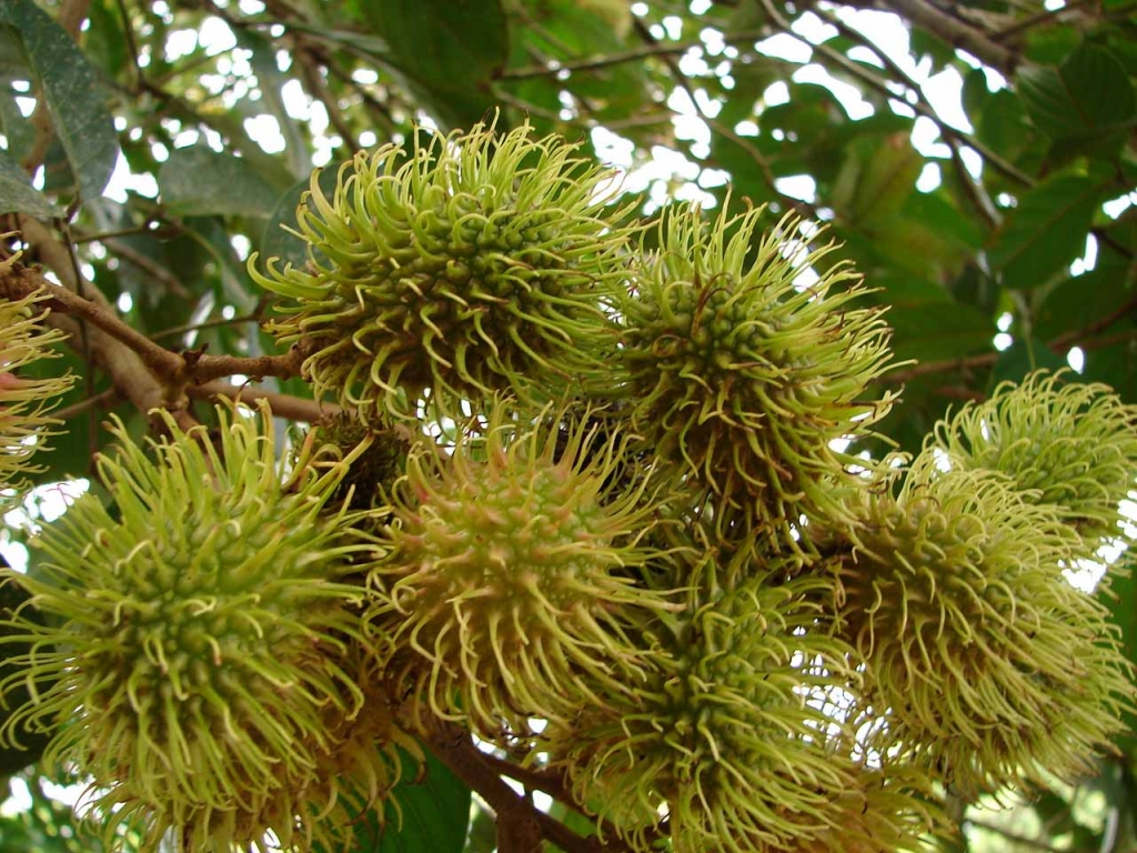 Foto de San Carlos (Alajuela), Costa Rica