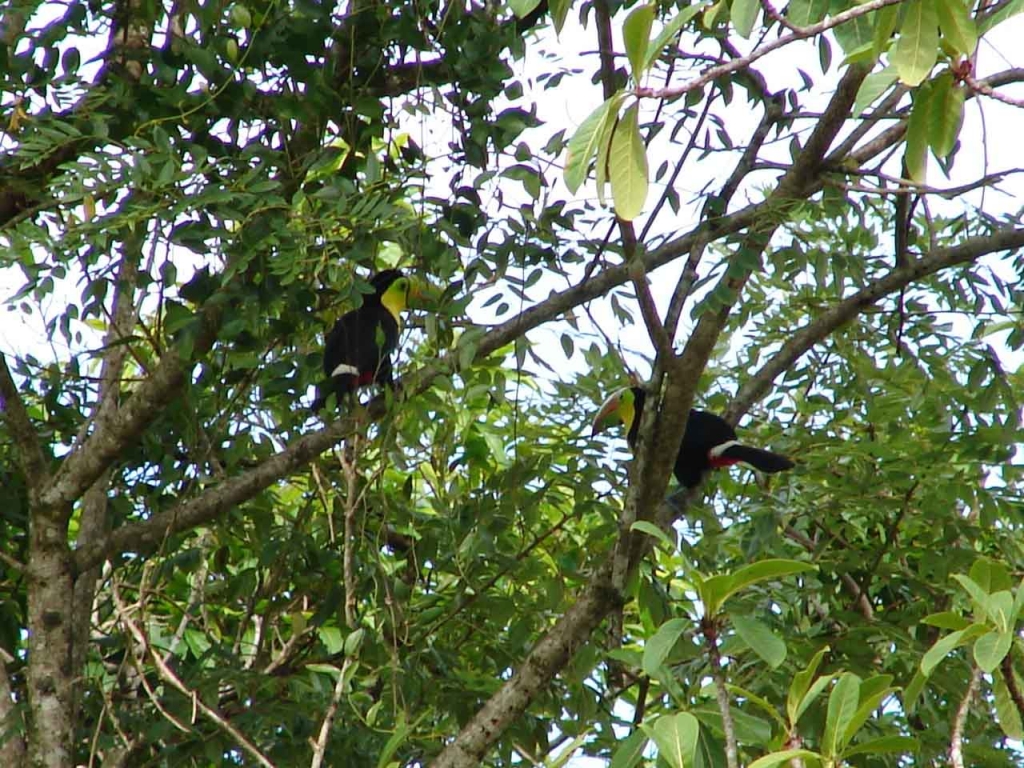 Foto de San Carlos (Alajuela), Costa Rica