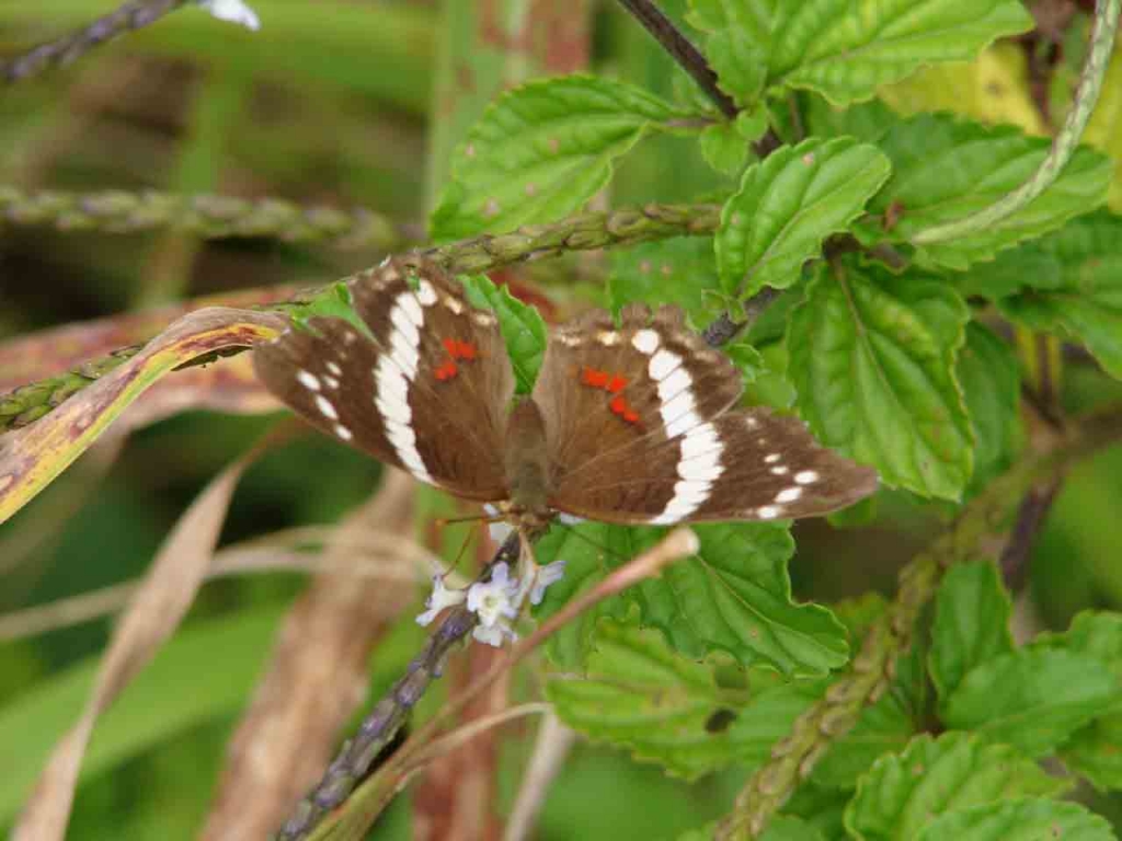 Foto de San Carlos (Alajuela), Costa Rica