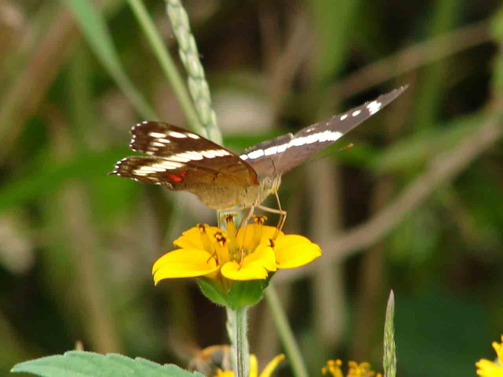 Foto de San Carlos (Alajuela), Costa Rica