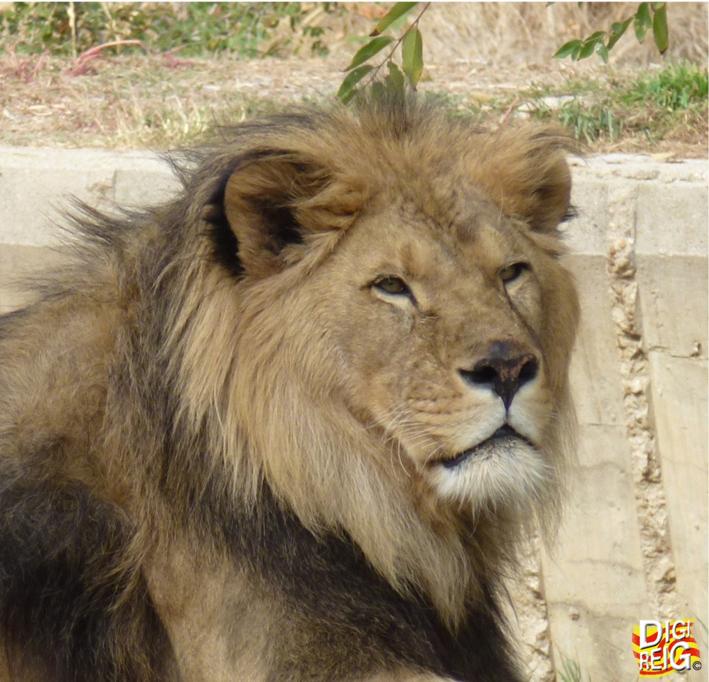 Foto: El Rey de la Selva - Madrid (Comunidad de Madrid), España