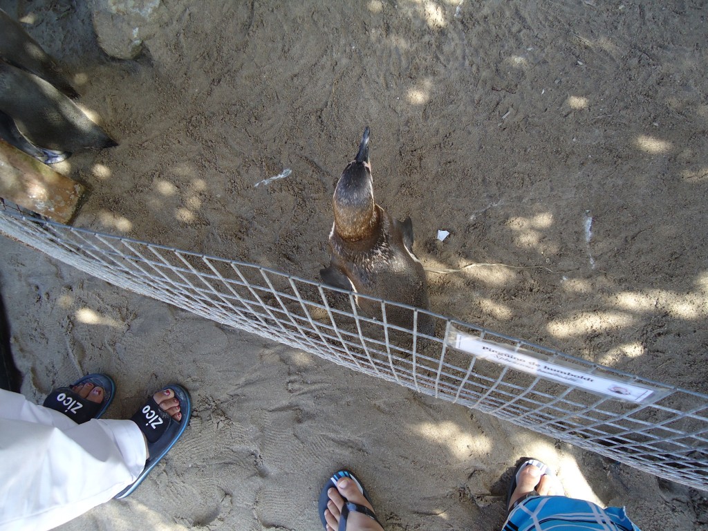 Foto: Pingüinos - Ballenita (Santa Elena), Ecuador