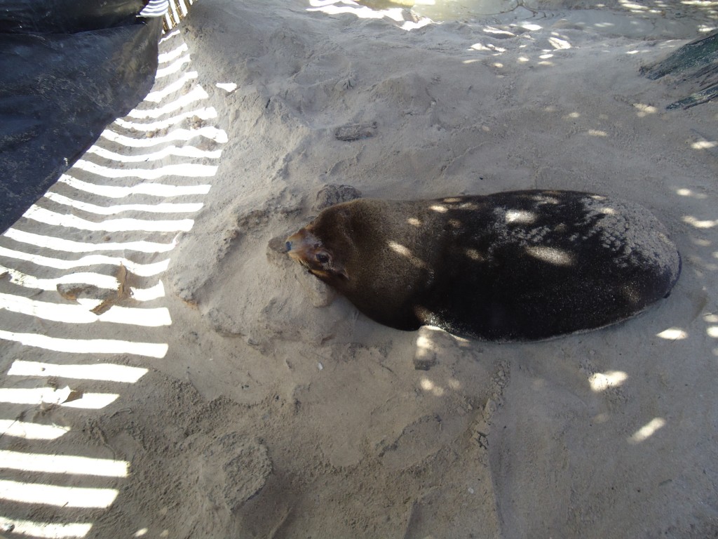 Foto: León marino - Ballenita (Santa Elena), Ecuador