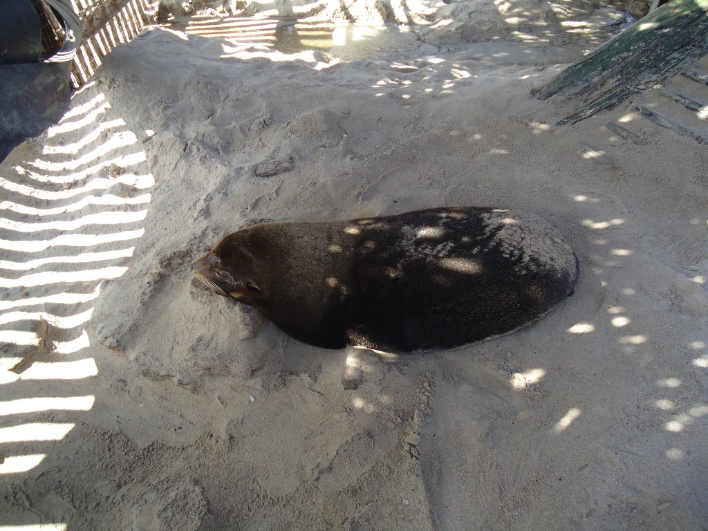 Foto: León Marino - Ballenita (Santa Elena), Ecuador