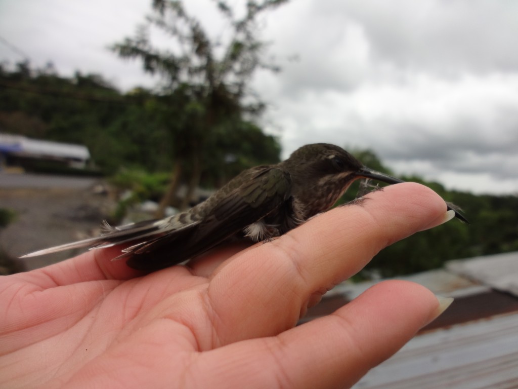 Foto: Colibrí - Shell (Pastaza), Ecuador