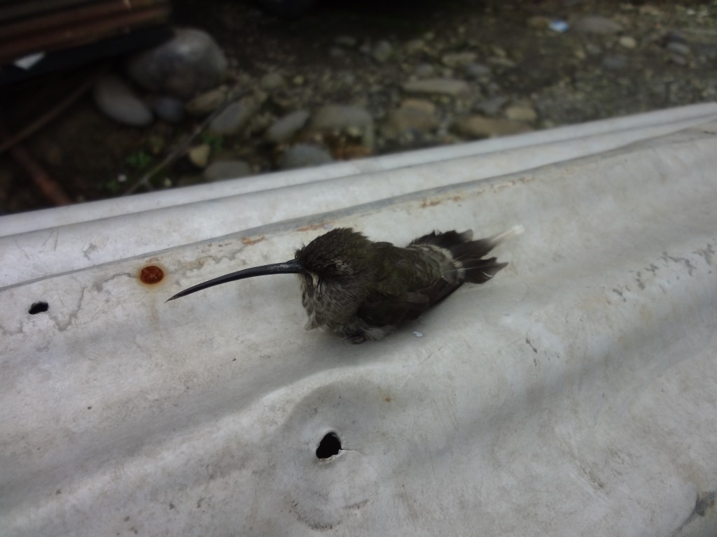 Foto: Colibrí - Shell (Pastaza), Ecuador