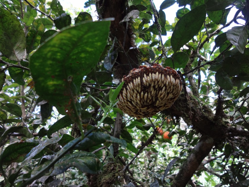 Foto: Nido de avispas - Shell (Pastaza), Ecuador