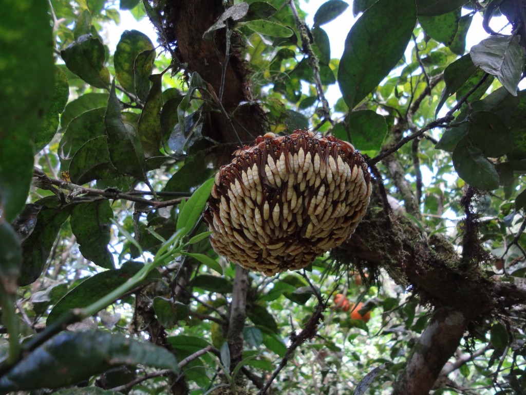 Foto: Nido de avispas - Shell (Pastaza), Ecuador