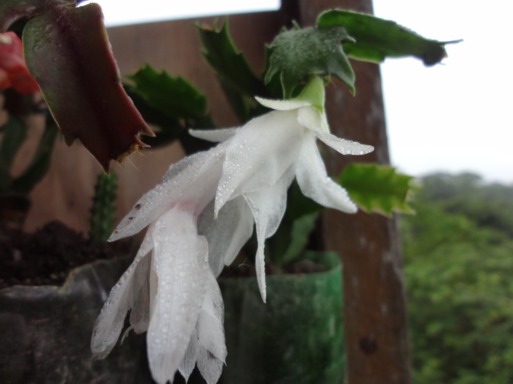 Foto: Flor de kactus de jardin - Shell (Pastaza), Ecuador