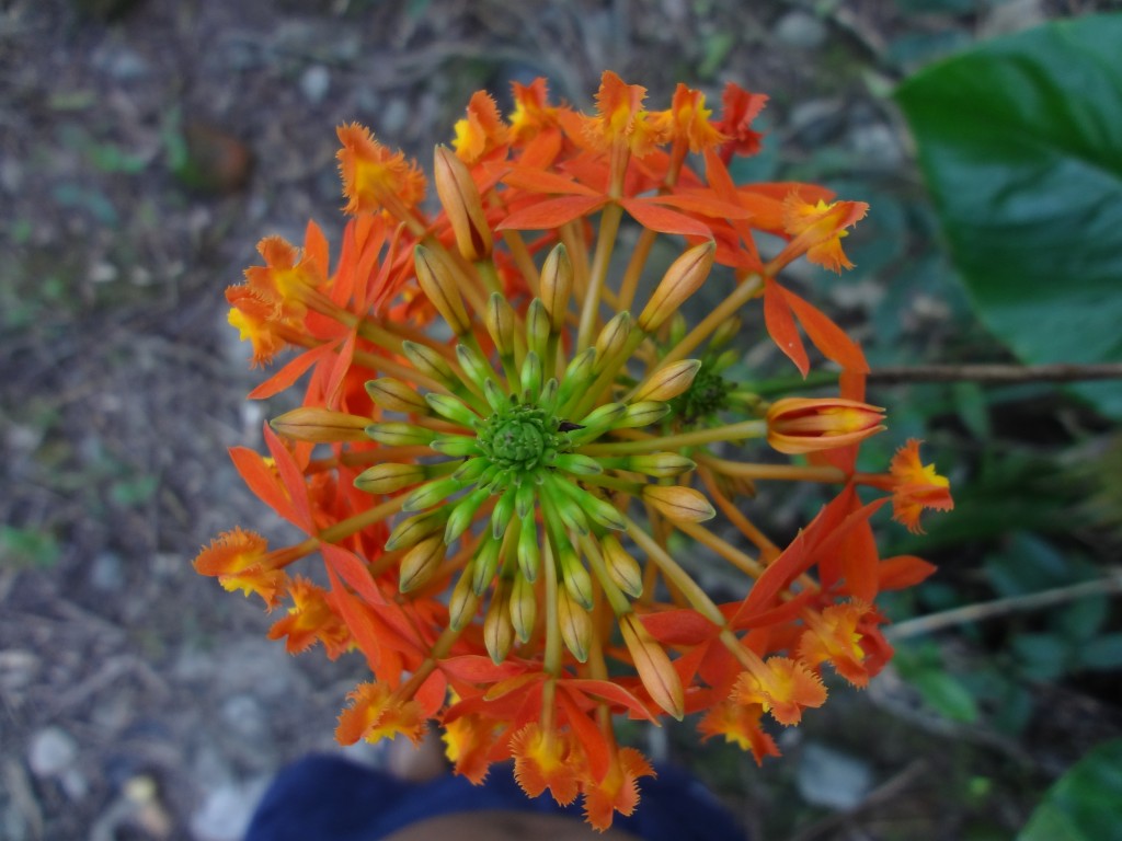 Foto: Flor orquidea - Shell (Pastaza), Ecuador