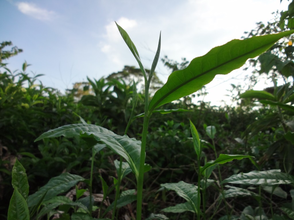 Foto: Retoños de Té - Shell (Pastaza), Ecuador