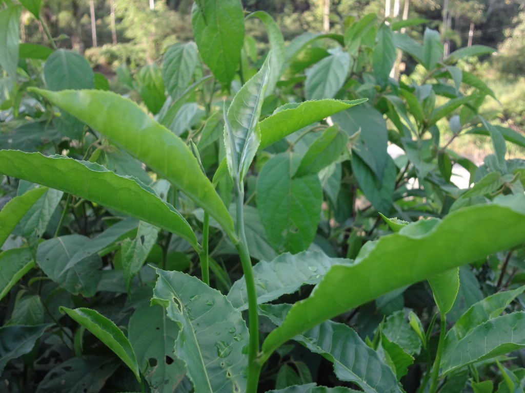 Foto: Retoños de Té - Shell (Pastaza), Ecuador