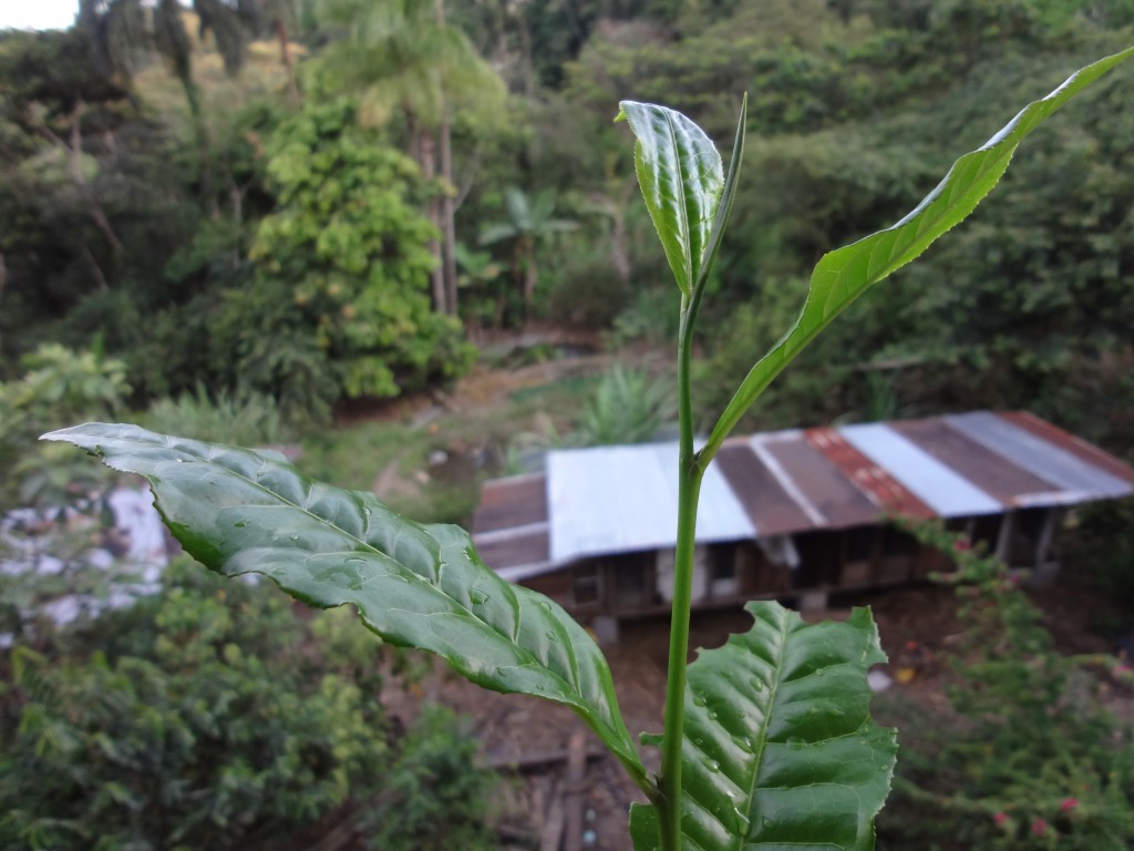 Foto: Planta de Te - Shell (Pastaza), Ecuador