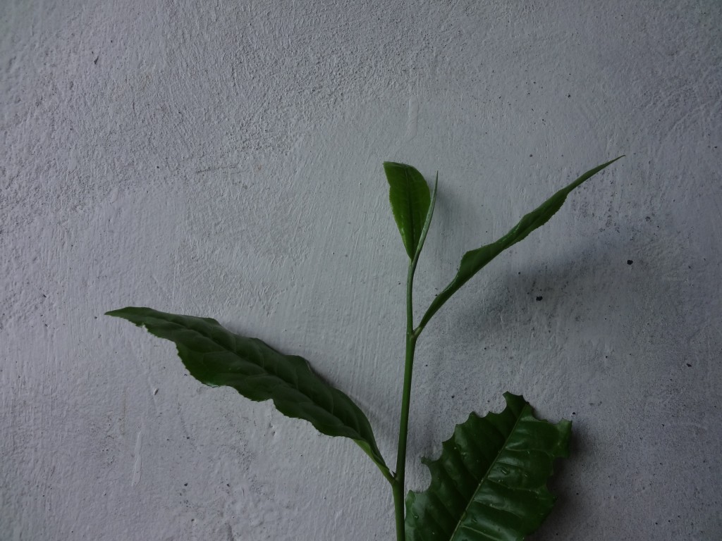 Foto: Planta de Te - Shell (Pastaza), Ecuador