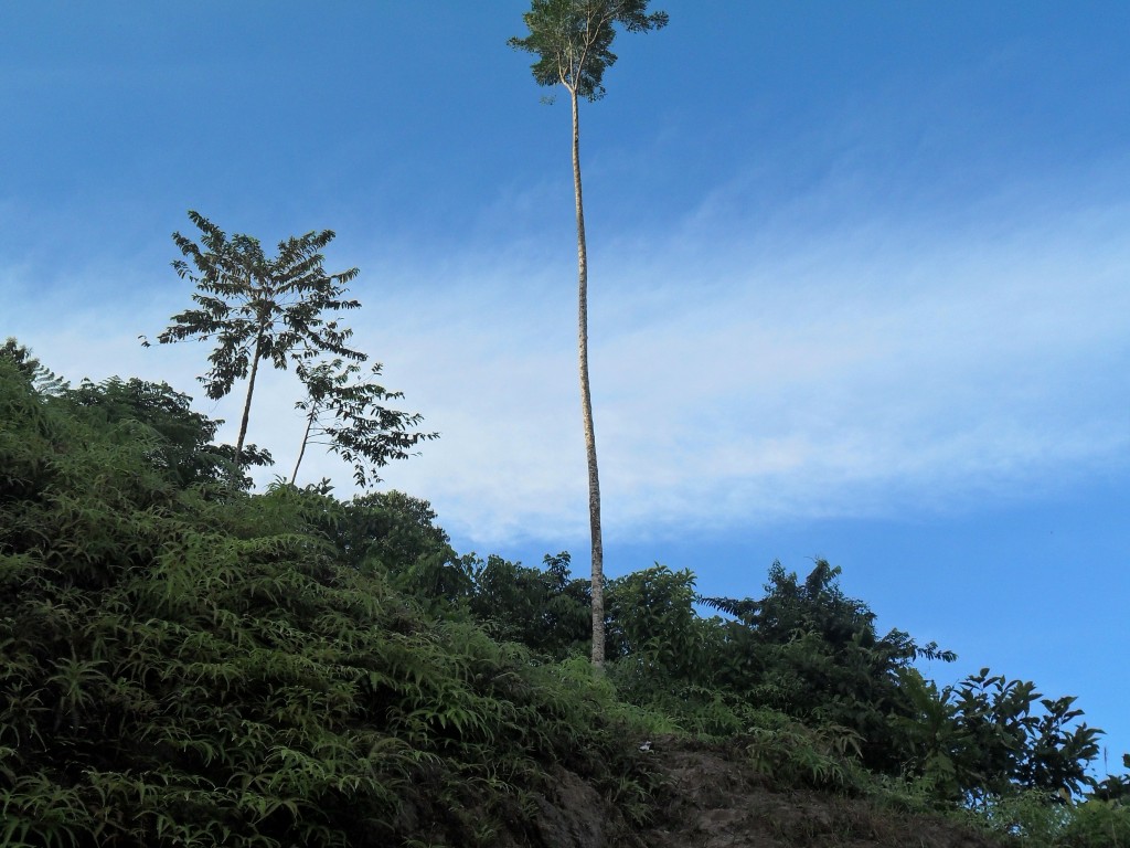 Foto de Rio Luis (Veraguas), Panamá