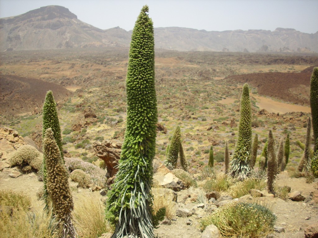 Foto de Parque Nacional del Teide (Santa Cruz de Tenerife), España