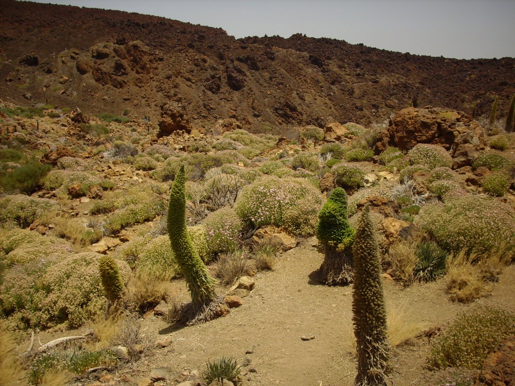 Foto de Parque Nacional del Teide (Santa Cruz de Tenerife), España