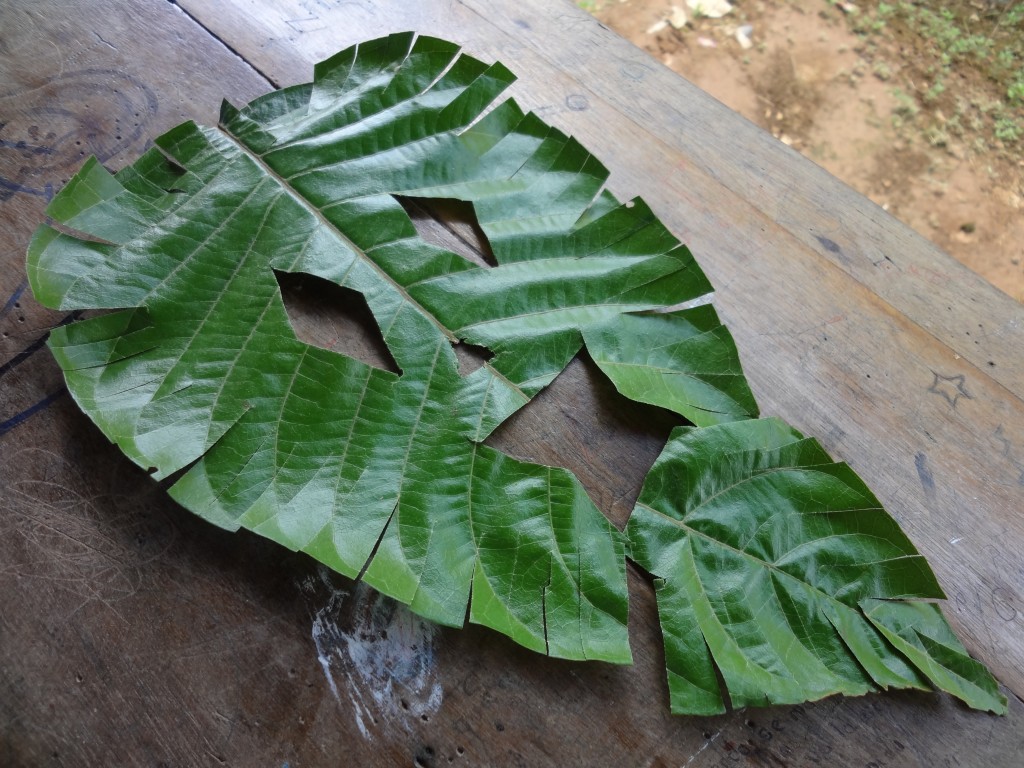 Foto: careta - Mushullacta (Pastaza), Ecuador