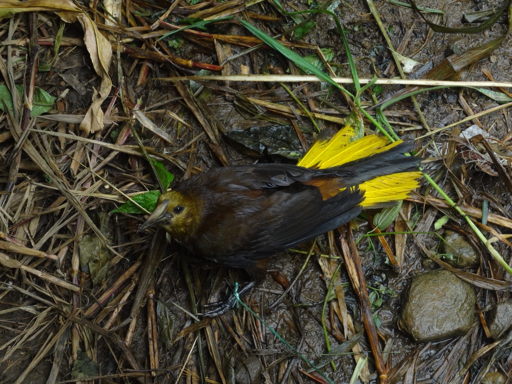 Foto: Ave - Shell (Pastaza), Ecuador