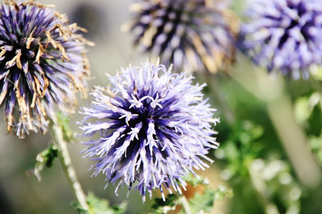 Foto: Flor - Boppard (Rhineland-Palatinate), Alemania