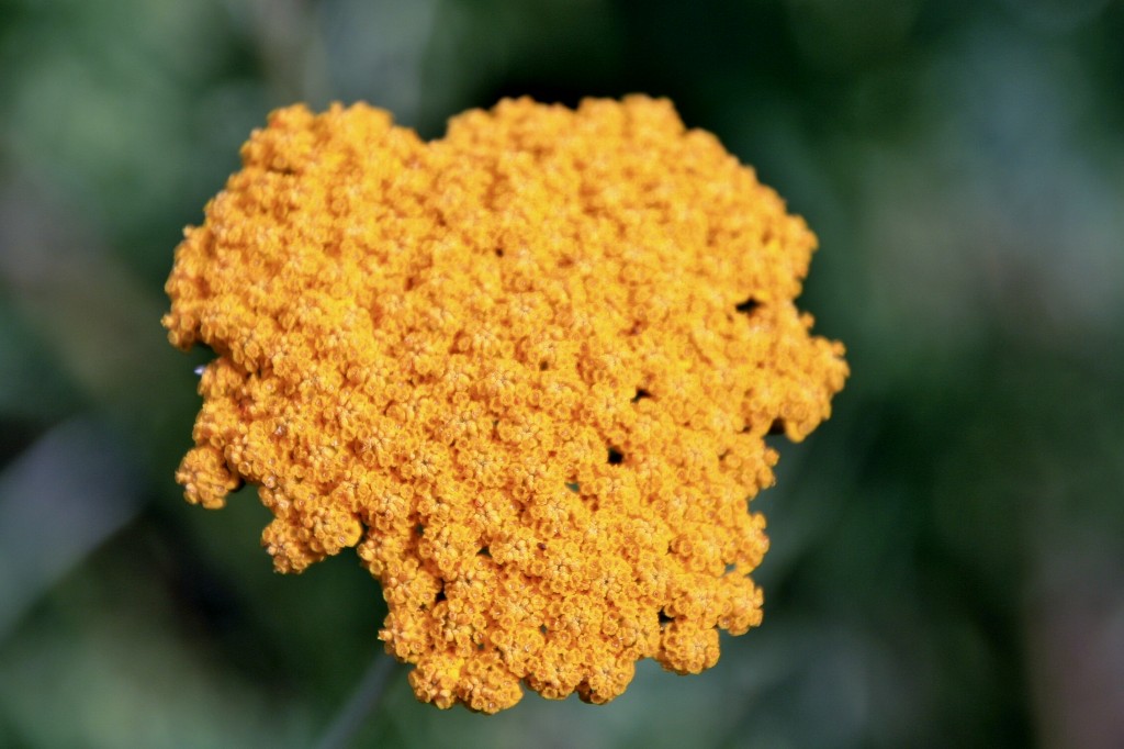 Foto: Flor - Boppard (Rhineland-Palatinate), Alemania