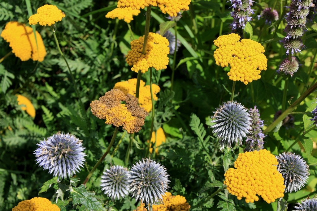 Foto: Flor - Boppard (Rhineland-Palatinate), Alemania