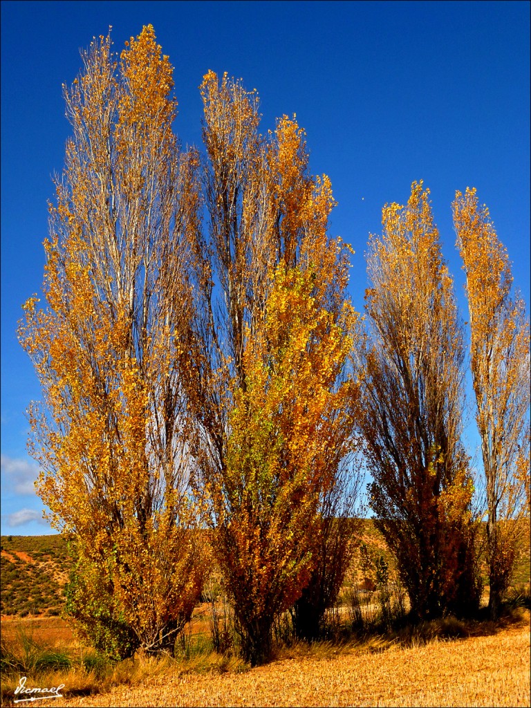 Foto: 111108-05 ALCONCHEL DE ARIZA - Alconchel De Ariza (Zaragoza), España