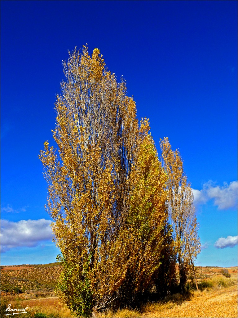 Foto: 111108-06 ALCONCHEL DE ARIZA - Alconchel De Ariza (Zaragoza), España