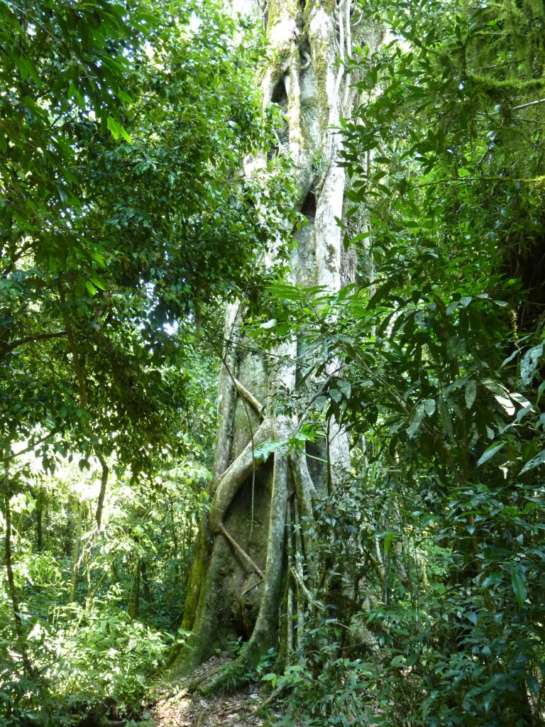 Foto: Parque Moconá - El Soberbio (Misiones), Argentina