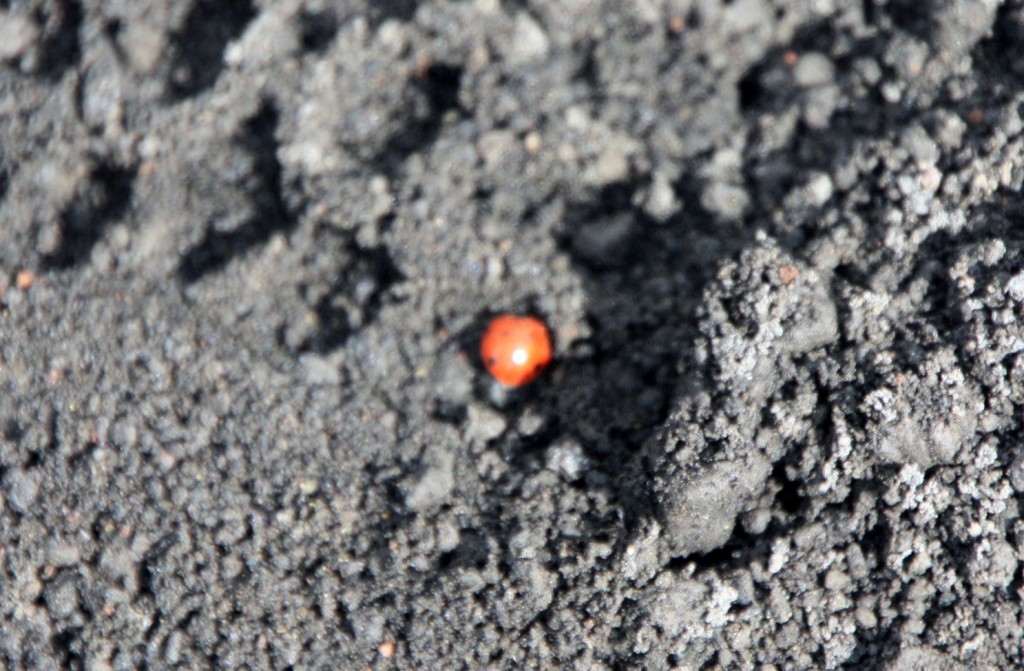 Foto: Volcán Etna - Nicolosi (Sicily), Italia