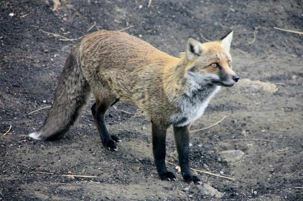 Foto: Habitantes en la ladera del Etna - Nicolosi (Sicily), Italia