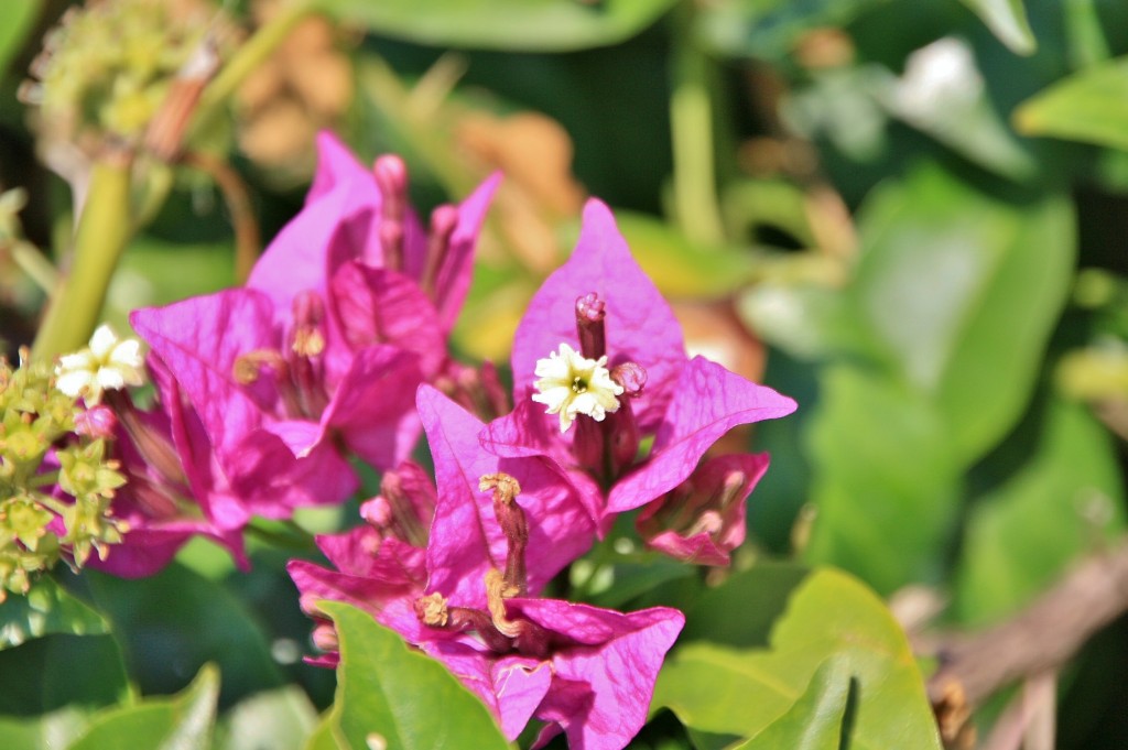 Foto: Flores - Siracusa (Sicily), Italia