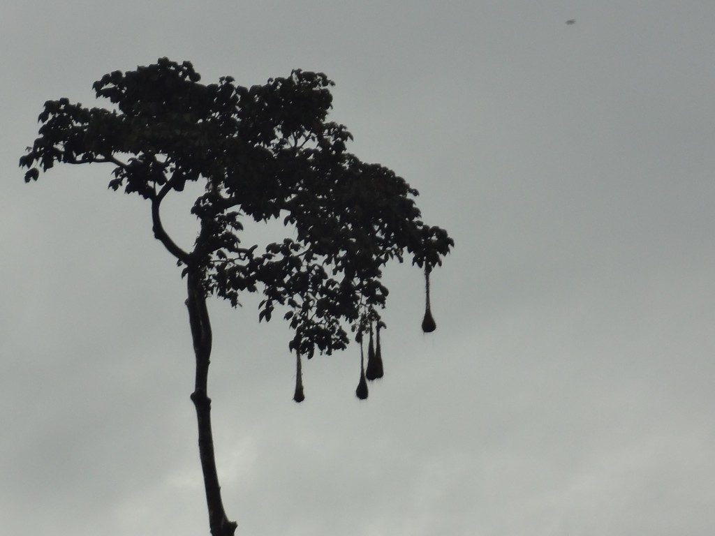 Foto: Arbol - Puyo, Chuvitayu (Pastaza), Ecuador