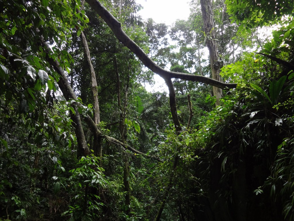 Foto: La Selva - Puyo, Chuvitayu (Pastaza), Ecuador