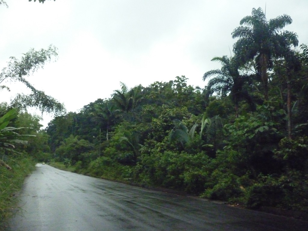 Foto: Camino - Puyo, Chuvitayu (Pastaza), Ecuador