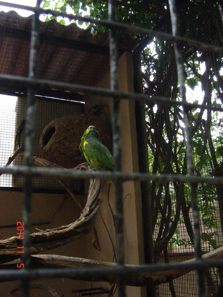 Foto: Parque das Aves. - Foz do Iguazú (Paraná), Brasil