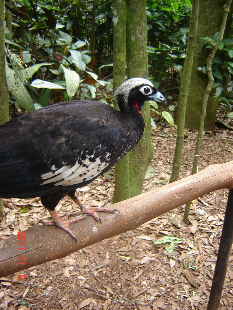 Foto de Foz do Iguazú (Paraná), Brasil