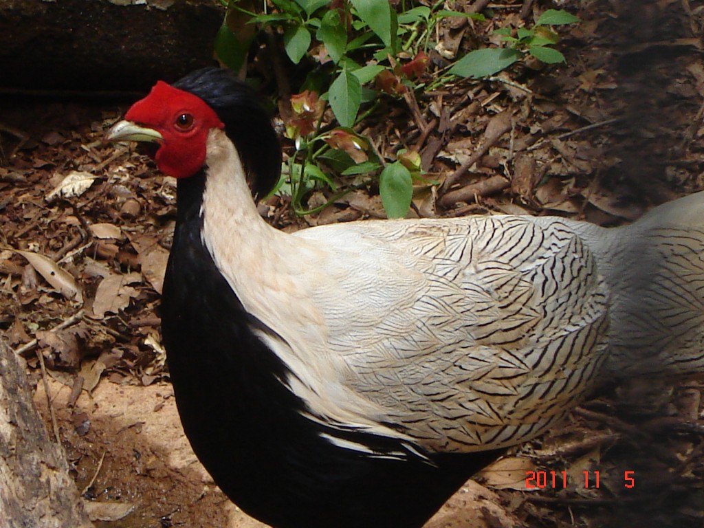 Foto: Parque das Aves. - Foz do Iguazú (Paraná), Brasil