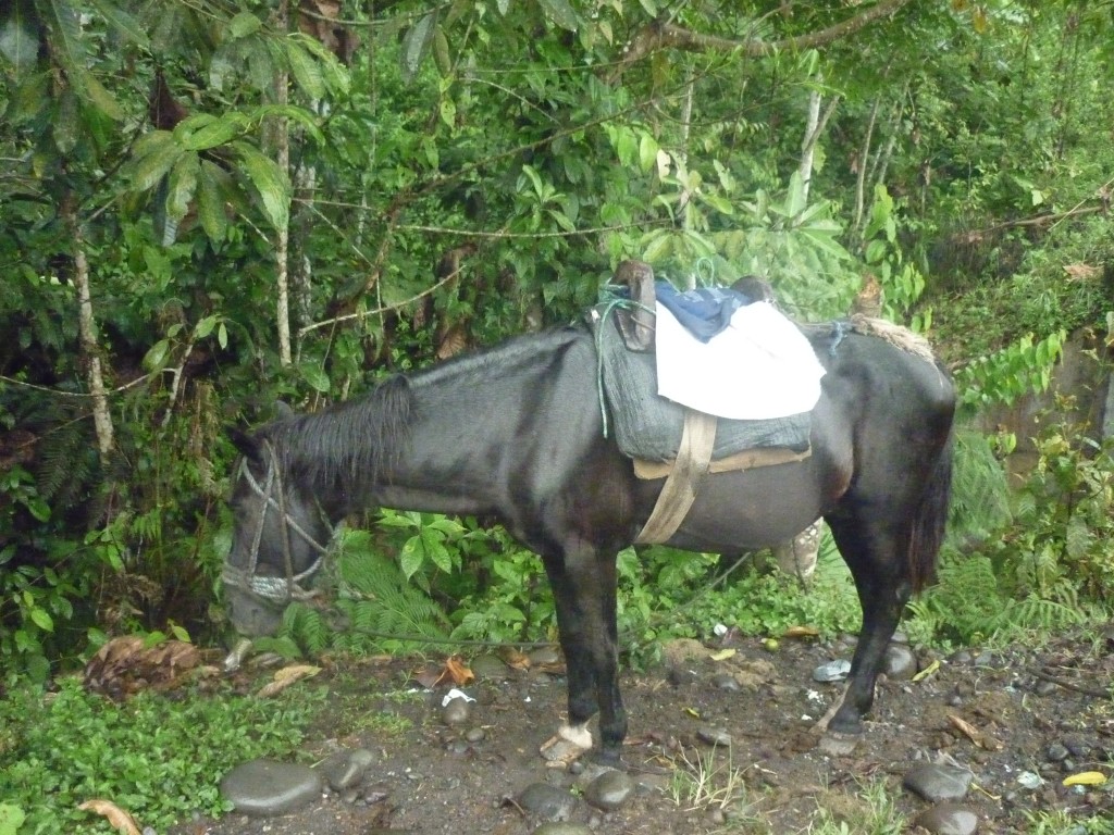 Foto: Un caballo - Puyo-Chuvitayu (Pastaza), Ecuador