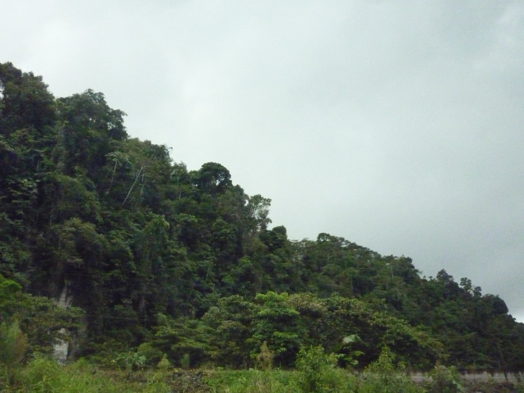 Foto: Paisaje - Puyo-Chuvitayu (Pastaza), Ecuador