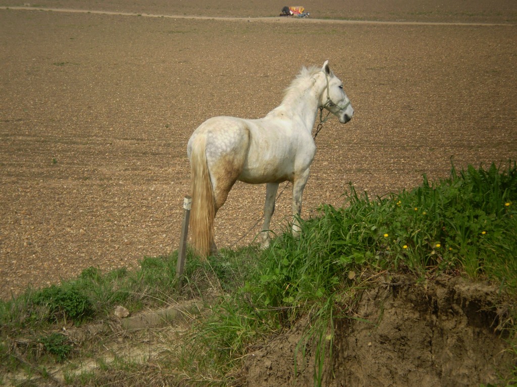 Foto: PELOCAQUI - Palma Del Rio (Córdoba), España