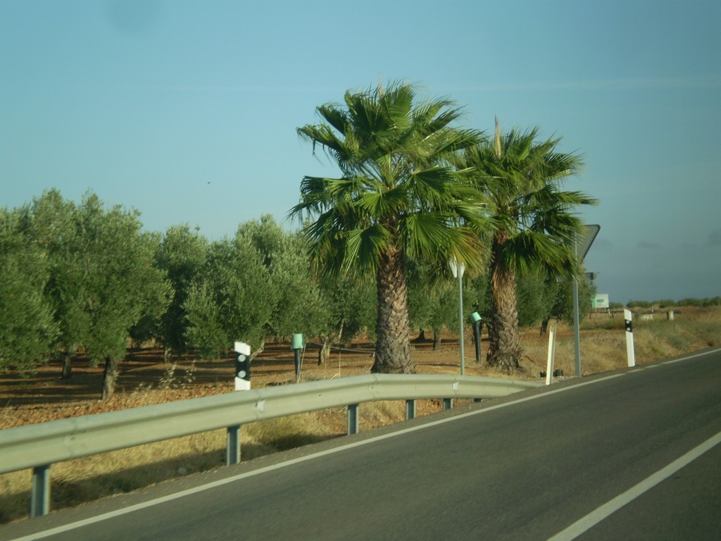 Foto: PELOCAQUI - Palma Del Rio (Córdoba), España