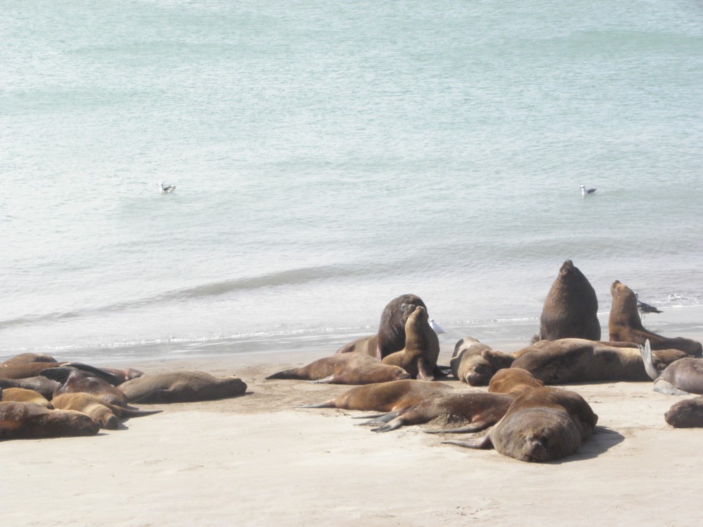 Foto: Puerto - Mar del Plata, Argentina