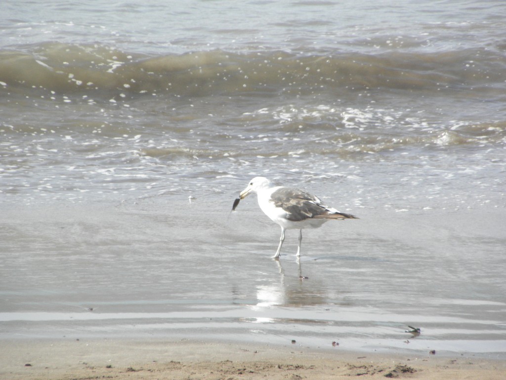 Foto: Puerto - Mar del Plata, Argentina