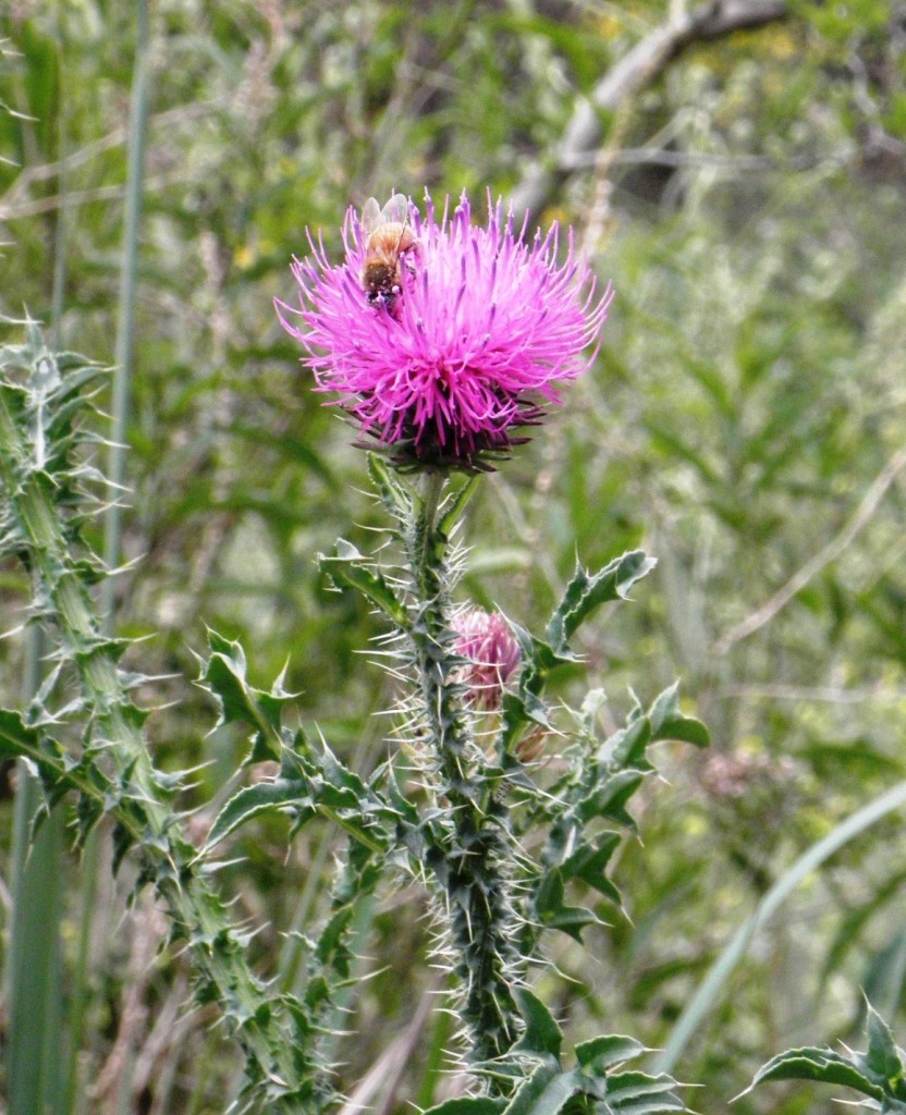 Foto: Cardo - Laguna de los Padres, Argentina