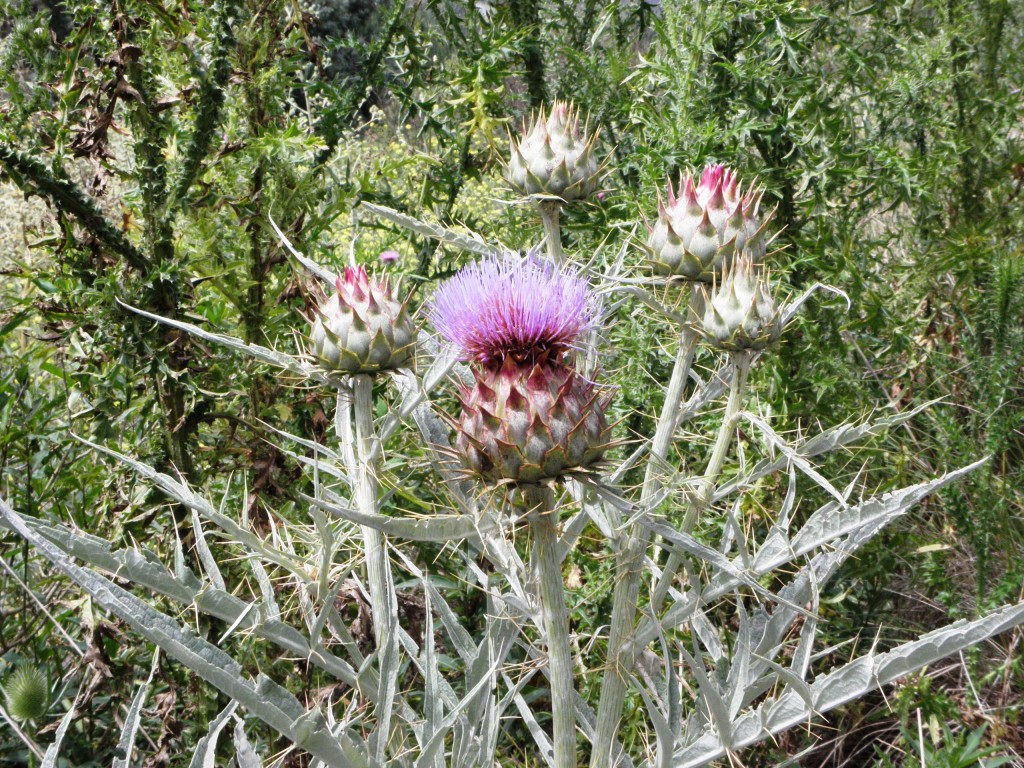 Foto: Cardo - Laguna de los Padres, Argentina